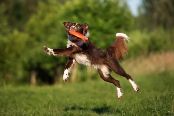 Border collie dog playing outdoors — Stock Photo, Image