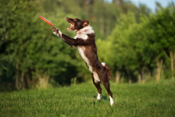 Fronteira Collie cão brincando ao ar livre — Fotografia de Stock