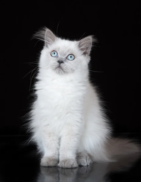 검정에 파란 눈을 가진 귀여운 하이랜드 스트레이트 고양이 — 스톡 사진