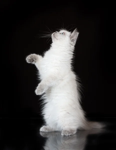 Entzückendes Highland Straight Kitten mit blauen Augen auf schwarz — Stockfoto