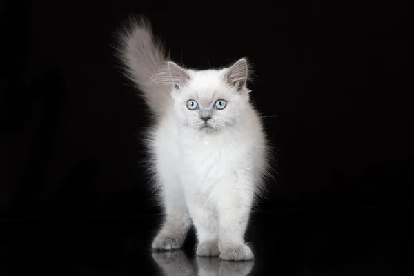 Siyah mavi gözlü çok güzel yayla düz yavru kedi — Stok fotoğraf