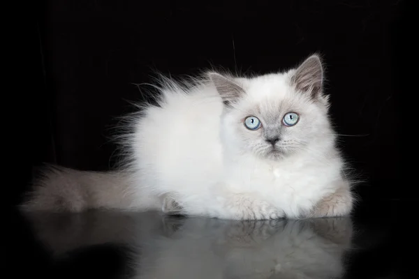 Schattig highland rechte kitten met blauwe ogen op zwart — Stockfoto