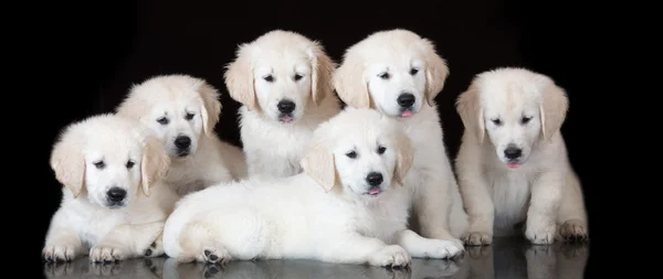 Grupo de cachorros golden retriever posando sobre negro —  Fotos de Stock