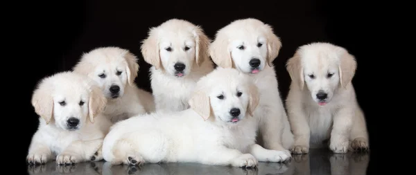 Grupo de filhotes golden retriever posando no preto — Fotografia de Stock