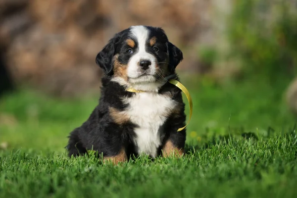 Schattig bernese mountain pup buiten in de zomer — Stockfoto