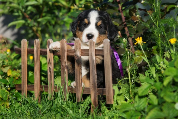 Rozkošný bernese mountain štěně venku v létě — Stock fotografie