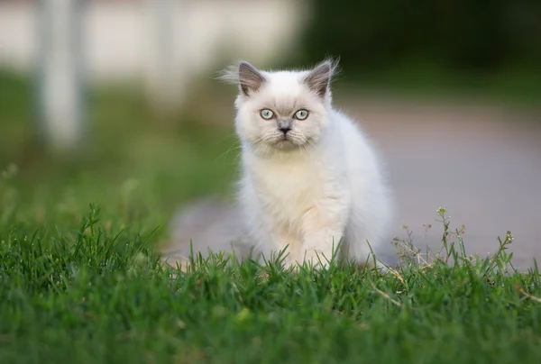 Adorable highland straight kitten outdoors in summer — Stock Photo, Image