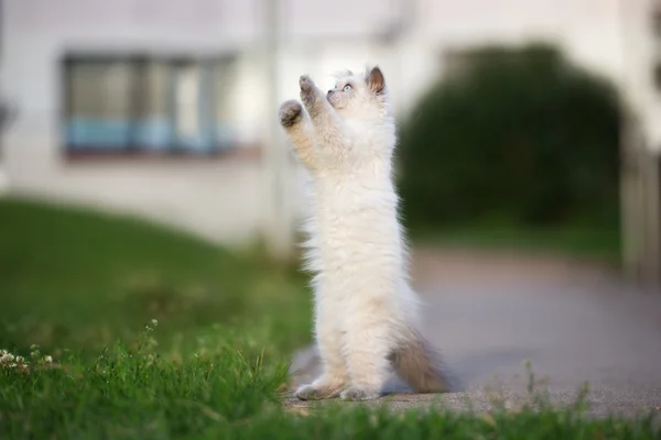 Adorável highland direto gatinho ao ar livre no verão — Fotografia de Stock