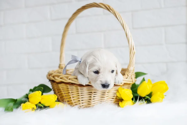 Cãozinho Golden retriever em uma cesta — Fotografia de Stock