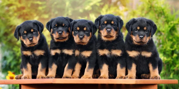 Groep van rottweiler pups buitenshuis — Stockfoto