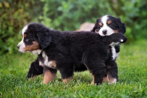 屋外 2 つのかわいいバーニーズ ・ マウンテン ・ ドッグの子犬 — ストック写真