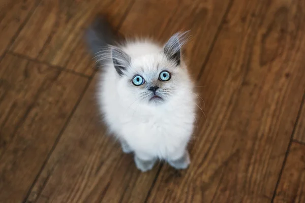 Schattig highland rechte kitten met blauwe ogen — Stockfoto