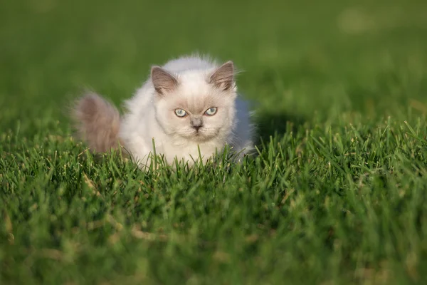 Adorable highland straight kitten outdoors in summer — Stock Photo, Image