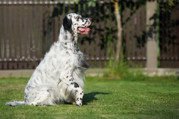 Imádnivaló angol szetter kutya szabadban pózol — Stock Fotó