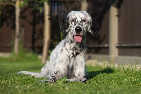 Adorable english setter dog posing outdoors — Stock Photo, Image