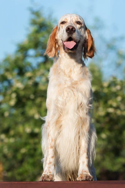 Adorável cão cão cão de caça Inglês posando ao ar livre — Fotografia de Stock