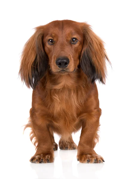 Adorável cão dachshund vermelho no branco — Fotografia de Stock