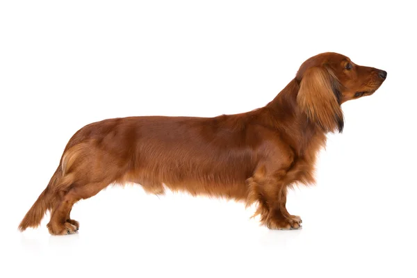 Adorável cão dachshund vermelho no branco — Fotografia de Stock