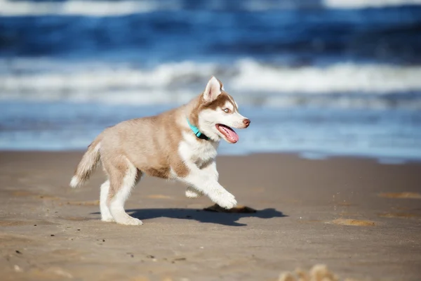 Siberische husky pup op een strand — Stockfoto