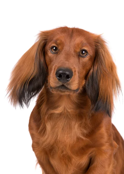 Adorable perro salchicha roja en blanco — Foto de Stock