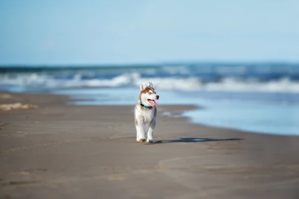 Sibiřský husky štěně na pláži — Stock fotografie