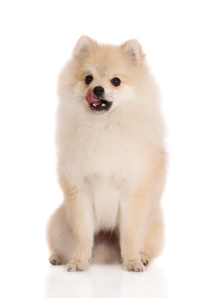Schattig Pommeren spitz pup op wit — Stockfoto