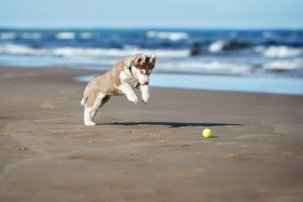 Siberian husky puppy on a beach — Stock Photo, Image