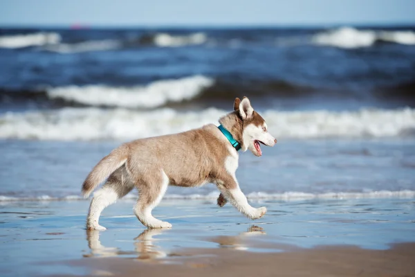 Cachorro husky siberiano em uma praia — Fotografia de Stock