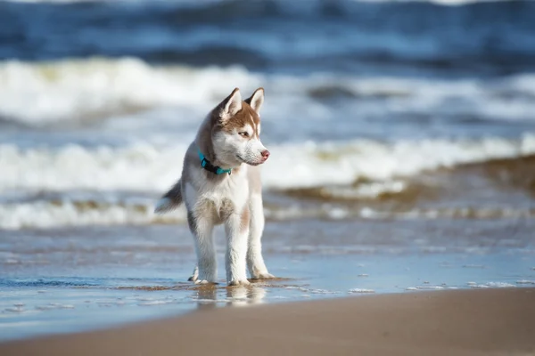 Cucciolo husky siberiano su una spiaggia — Foto Stock