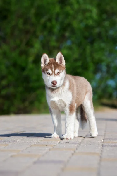 Brown siberian husky puppy outdoors — Stock Photo, Image
