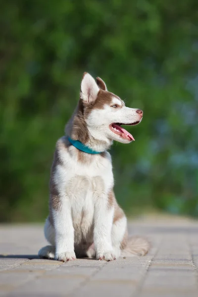 Marrón siberiano husky cachorro al aire libre —  Fotos de Stock
