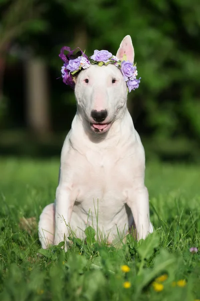 Englischer Bullterrier Hund in einer Blumenkrone — Stockfoto