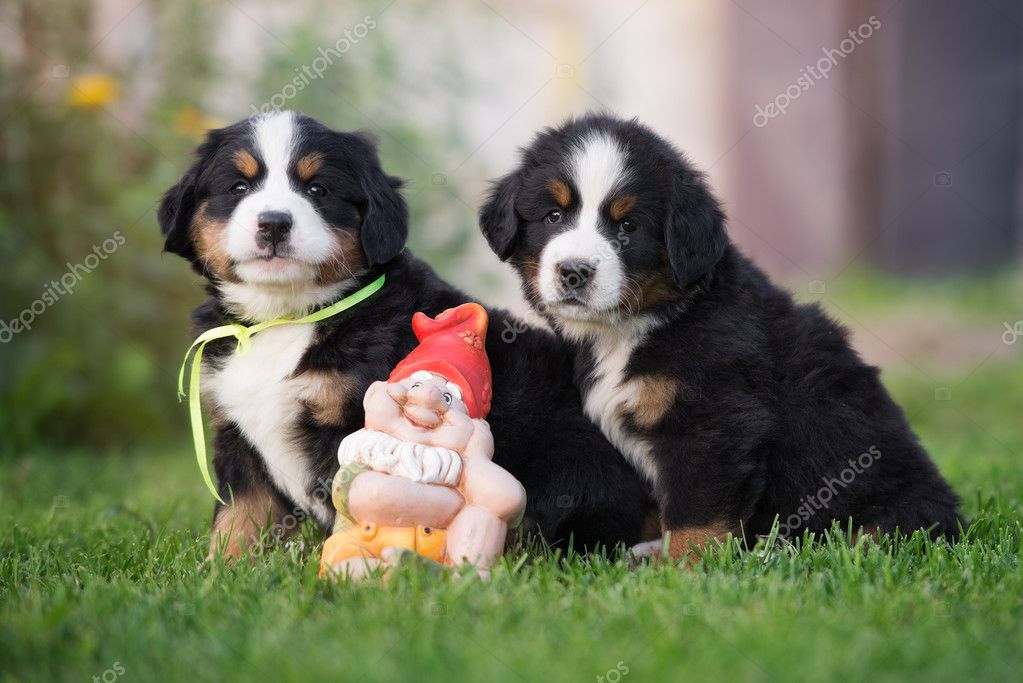 Two adorable bernese mountain dog puppies outdoors — Stock Photo