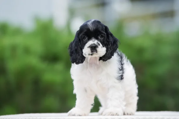 Adorável americano cocker spaniel ao ar livre no verão — Fotografia de Stock