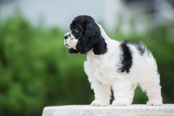 Adorable american cocker spaniel outdoors in summer — Stock Photo, Image