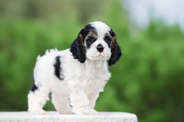 Schattig Amerikaanse cocker spaniel buiten in de zomer — Stockfoto