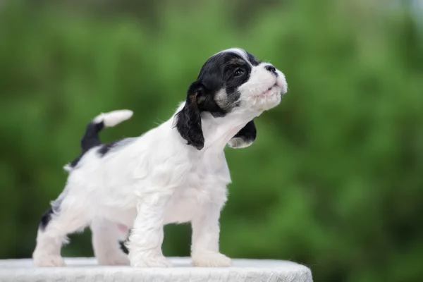 Adorável americano cocker spaniel ao ar livre no verão — Fotografia de Stock