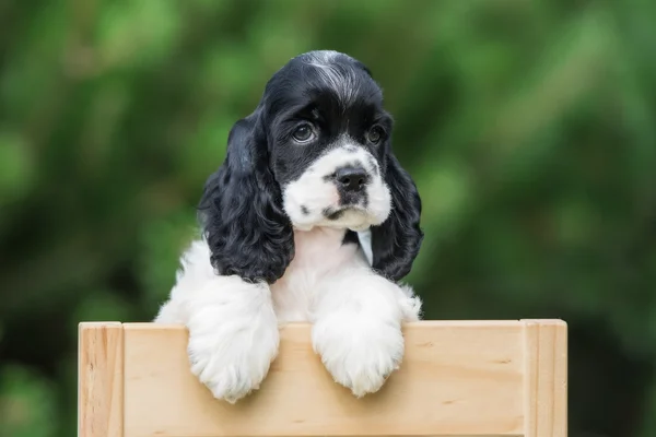 Bedårande amerikansk cocker spaniel utomhus i sommar — Stockfoto