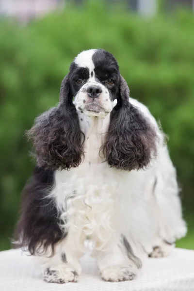 Ładny cocker spaniel amerykański na zewnątrz w lecie — Zdjęcie stockowe