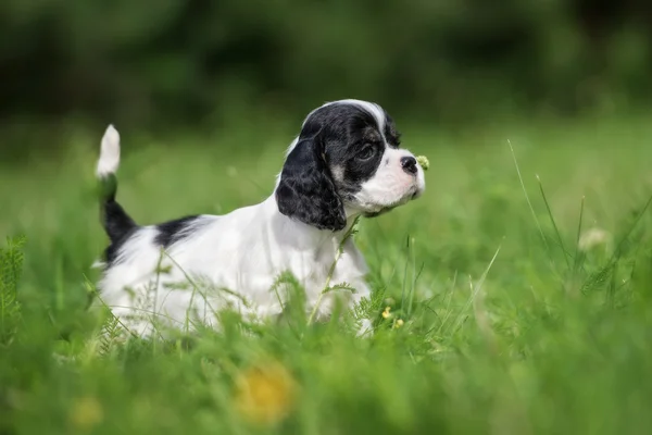 Adorable american cocker spaniel outdoors in summer — Stock Photo, Image