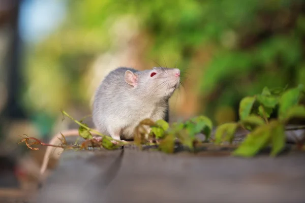 Rat diable aux yeux rouges posant à l'extérieur en été — Photo