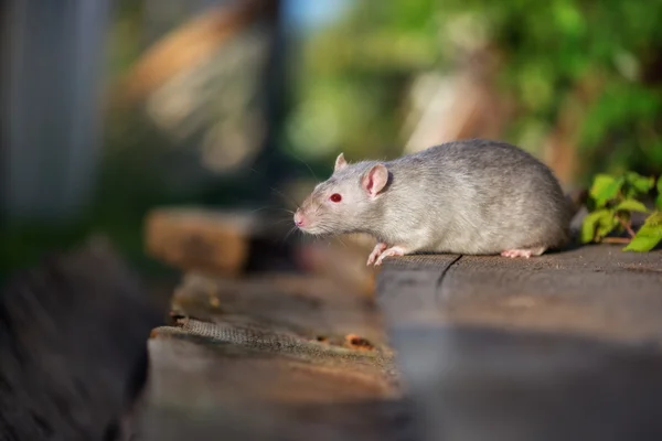 Tikus bermata merah berpose di luar ruangan di musim panas — Stok Foto