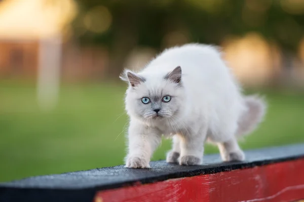 Açık havada poz mavi gözlü çok güzel kabarık kedi yavrusu — Stok fotoğraf