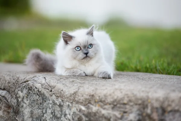 Adorável gatinho fofo com olhos azuis posando ao ar livre — Fotografia de Stock