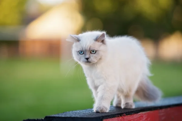 Adorable fluffy kitten with blue eyes posing outdoors — Stock Photo, Image