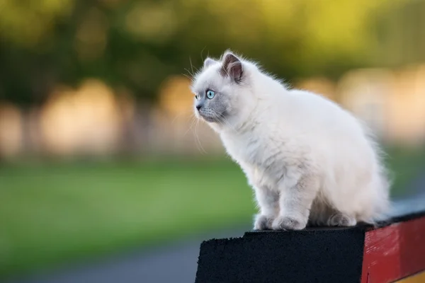 Adorable fluffy kitten with blue eyes posing outdoors — Stock Photo, Image