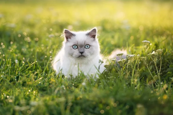 Urocza puszysty kotek z niebieskimi oczami, pozowanie na zewnątrz — Zdjęcie stockowe