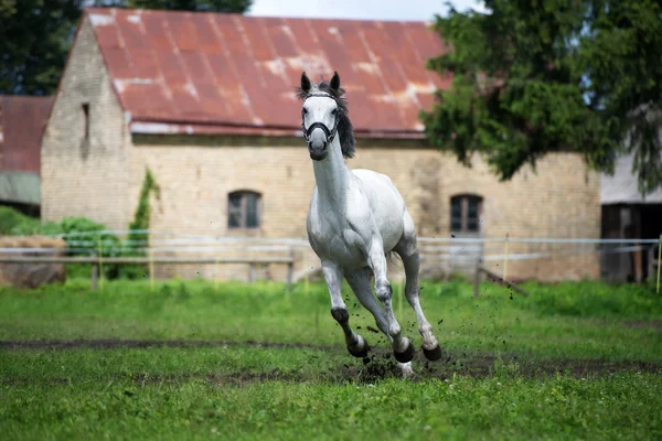 Cheval blanc courant à l'extérieur — Photo