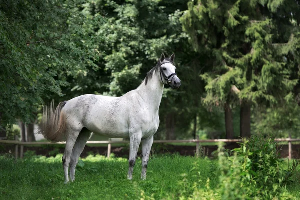 夏季户外构成匹漂亮的马 — 图库照片