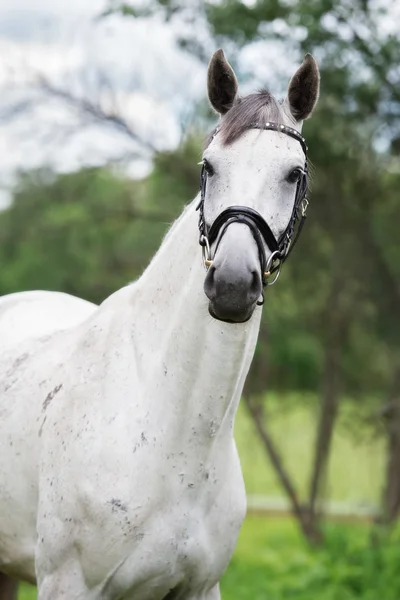 Beau cheval posant en plein air en été — Photo